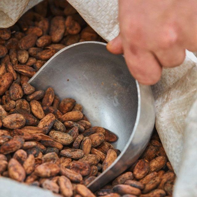 Fresh Quality Cocoa Beans For Chocolate Manufacturing Natural Taste Rich Aroma And Consistent Supply - Image 1