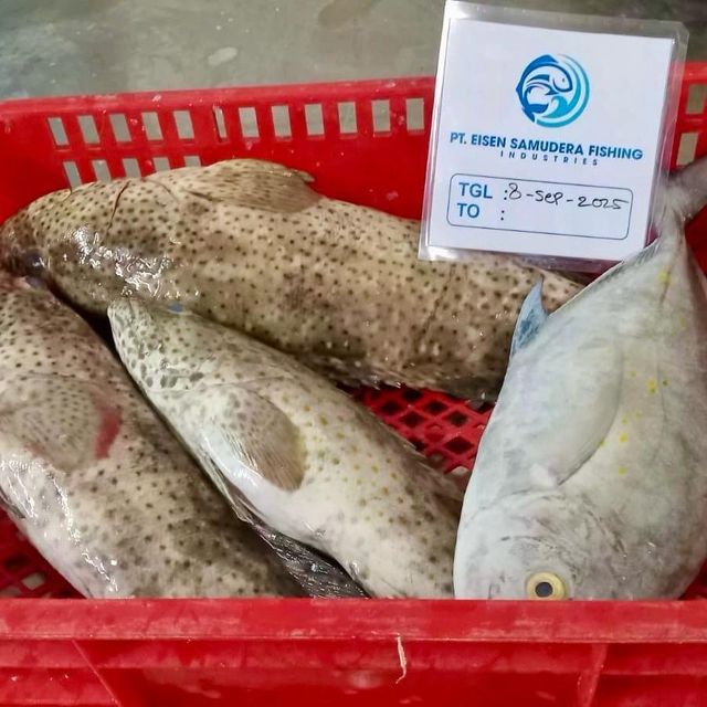 Mouse, Tomato, Grey, Tiger Grouper Fish - HIGH QUALITY Grade Top Grade A Preservatives None Style Fresh, FROZEN Thawing Process Fast - Image 3