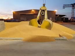 Yellow corn non GMO Origin Ukraine Features GMO-Free Delivery Form Other Aflatoxin B1 Max 5ppb Packaging Bulk vessel Storage Type Port sylo - Image 3