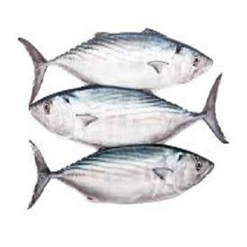 Wholesale Frozen Tuna Premium Quality Fresh and Healthy Perfect for Sushi Sashimi and Gourmet Recipes Fast Delivery - Image 3