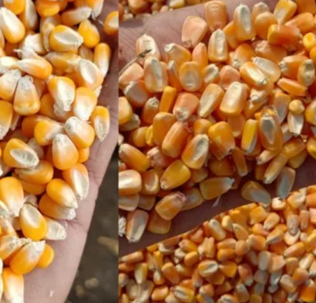 Yellow White Corn/Maize for Animal Feed/Bulk Yellow-White Corn Suppliers - Image 5