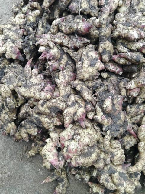 Vegetables - Image 3