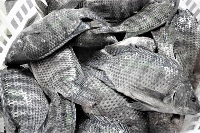 Best Quality Frozen Farm Raised Tilapia Fresh Water Fish Exporters Wholesale Price - Image 3