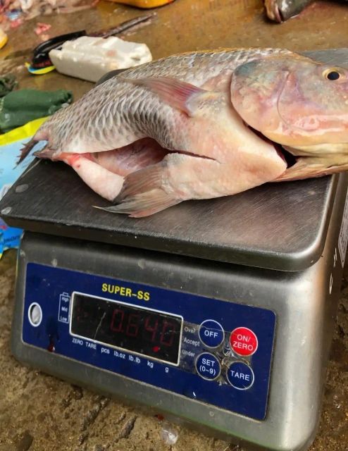 Frozen Gourami Fish - Image 1