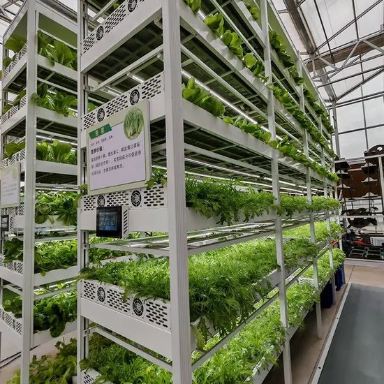 Nft Hydroponics System Designed for Fast Growing Asian Leafy Vegetable Crops - Image 4