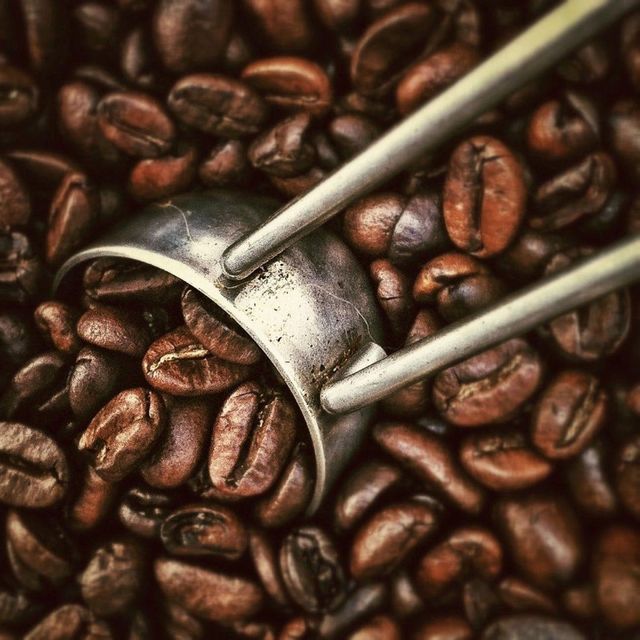 Premium Robusta Coffee Bean Export Quality Robusta Coffee Bean Bulk Supply For Roasters Traders And Wholesale Buyers - Image 2