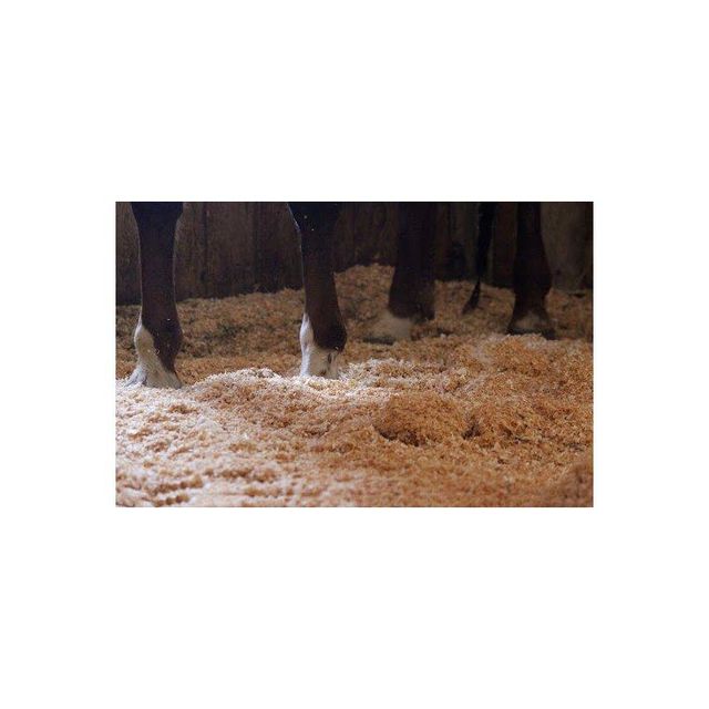 Heavy-duty Wood Shavings for composting Grade Top Type Wood Shavings Material Natural Wood Texture Fine To Medium Shavings - Image 2
