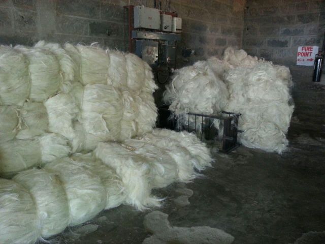 Raw Sisal Fiber Gypsum Hair Bulk Natural Fiber for Spinning Filling and Non Woven Fabric For Sale - Image 4