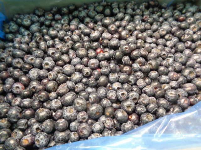 IQF Cultivated Blueberries Class I – 10kg / 25kg - Image 5