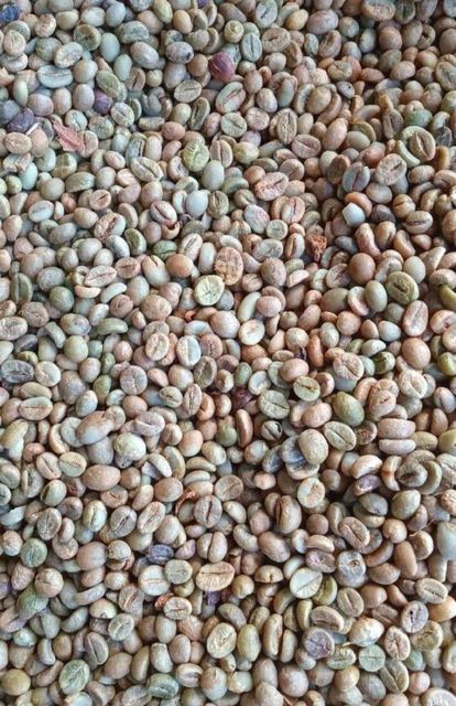 Robusta coffee beans - Image 2