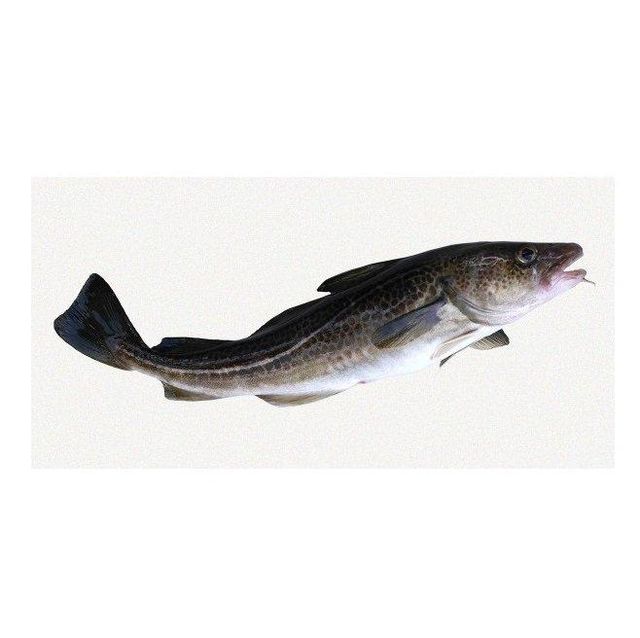 Wholesale Cheap Price Best Quality Frozen Fresh Atlantic cod Fish / Fillets For Sale Worldwide Exports - Image 2