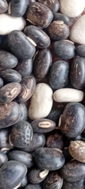 Volvet beans and other types of beans, millet, sogham - Image 1