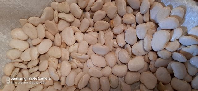 Butter Beans (Lima Beans) Grade A Size 1.5 Style Dried Color White Weight (kg) 25 Drying Process FD Place of Origin - Image 4