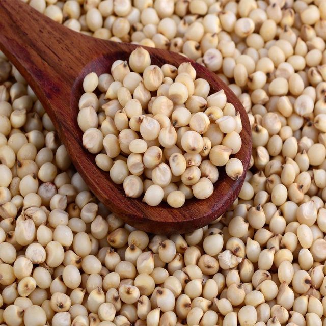 Export Grade White Sorghum Bulk Sale With Fast Delivery And Reliable Supply - Image 4
