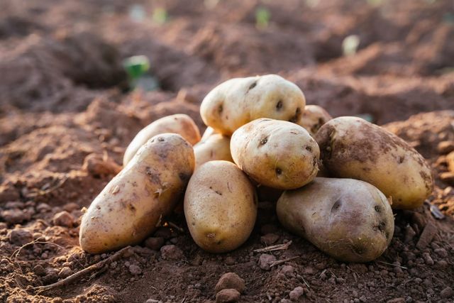 Hot Selling Natural Fresh Potatoes High Quality Fresh Potatoes Vegetables Wholesale Price - Image 4
