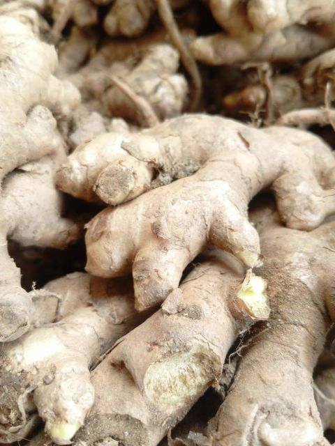 Vegetables - Image 5