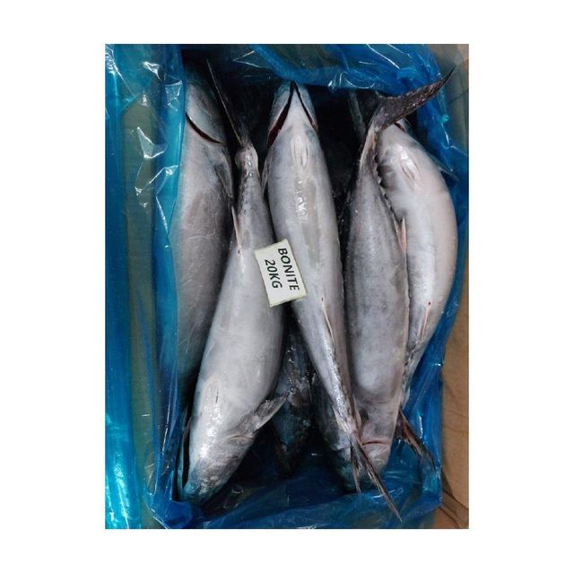 Wholesale frozen bonito fish bulk supply low price high quality ocean fish - Image 5