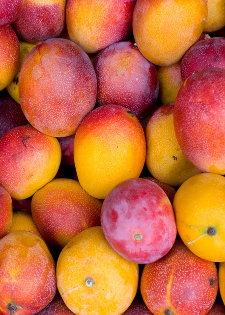 Fresh HADEN MANGOES Export Quality Fresh Tropical Sweet Fruit Wholesale Supplier - Image 3