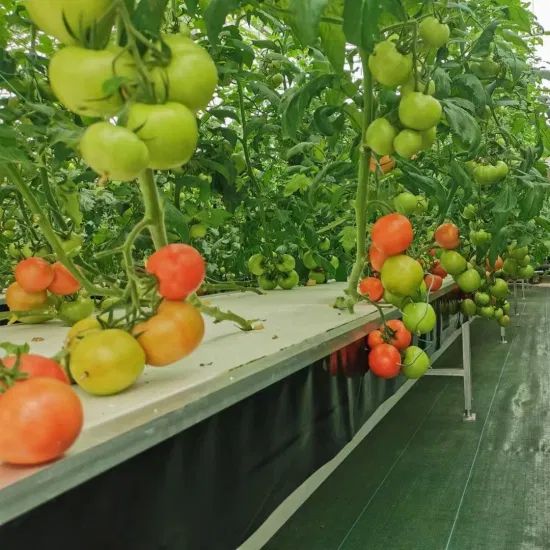XPS Floating Rafts Foam Board Hydroponic Aquaponic Growing System - Image 1