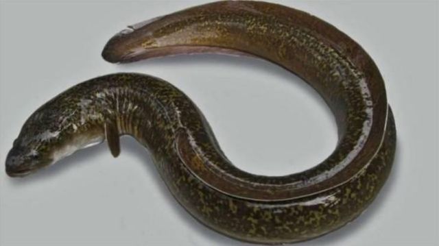 Eel Fish Supply Capacity 1000 Ton Per - Image 2