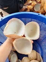 Coconut Copra Aroma Rich Oil Content High Quality Standard Premium Quality Shelf Life Retains Freshness And Quality Intended Use - Image 4
