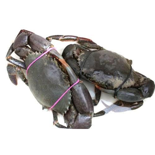 Fresh Crabs Premium Coastal Harvest With Excellent Shell Condition And Fresh Packed Delivery For Seafood Importers - Image 4