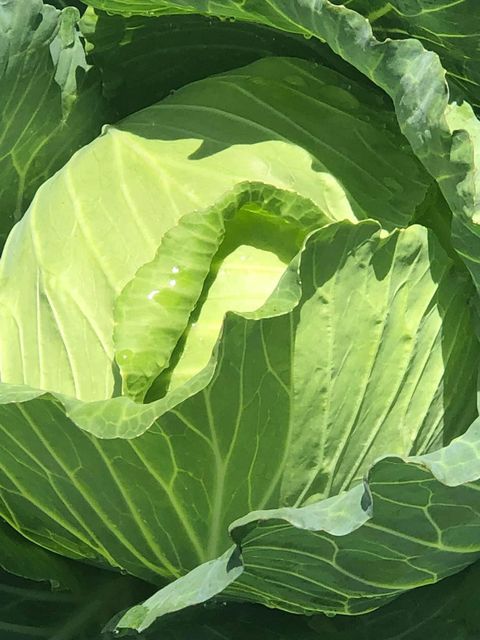 Best Fresh Cabbage Fresh Organic Red Cabbages Fresh Organic Green Cabbage - Image 2