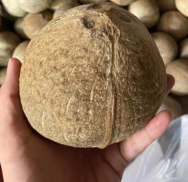 Polish mature coconut - Image 3