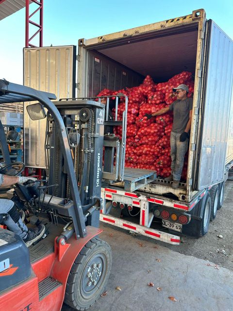 Fresh Yellow Onion – Export Quality from Chile - Image 4