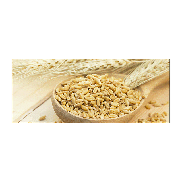 Barley grain wholesale available in export ready bulk packaging - Image 4