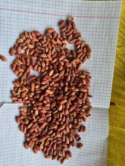 almond Texture Raw Flavor Natural Form Chopped, Peeled, Roasted Packaging According To Buyer Requirements Degree of Processing Blanched, Raw, Salted - Image 3