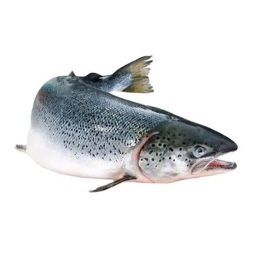 Fresh Norwegian Salmon Export Quality Whole Fish Offering Reliable Freshness For Seafood Import And Retail Trade - Image 5