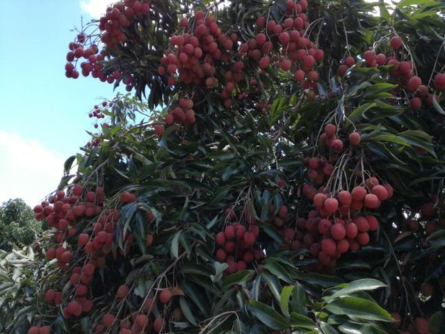 lychee Origin Mauritius Minimum Order 500 Kg Storage Temperature 1 - 2 Degrees C Packaging 5 Kg/carton - 96 Cartons In One - Image 1