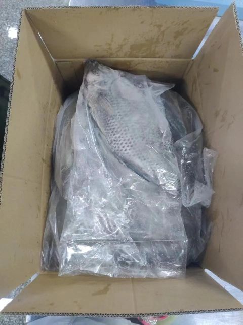 FROZEN TILAPIA - Image 1