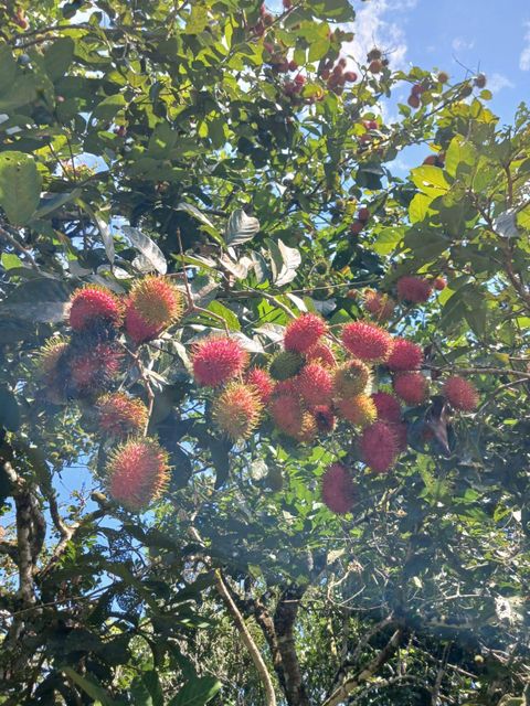 Rambutan Klotok Season October – January Fruit Size 4–6 Cm Per Fruit Condition Fresh (not Dried) Flavor Naturally Sweet And - Image 4