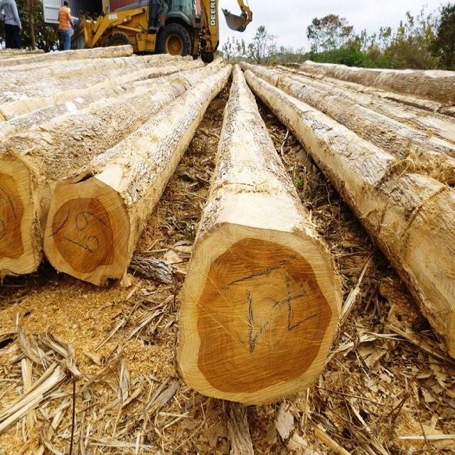 Wholesale Custom Teak Wood Logs Pine and Red hard wood/Hot Sales eucalyptus wood log with cheap price for World market - Image 1