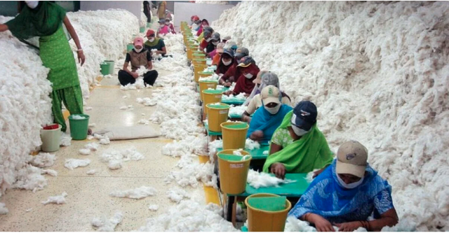 Raw cotton & cotton bales - Image 2