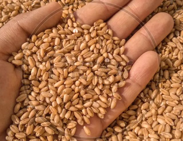 Premium Durum Wheat Grade A Purity High Quality Dried hard Wheat Grain - Image 1