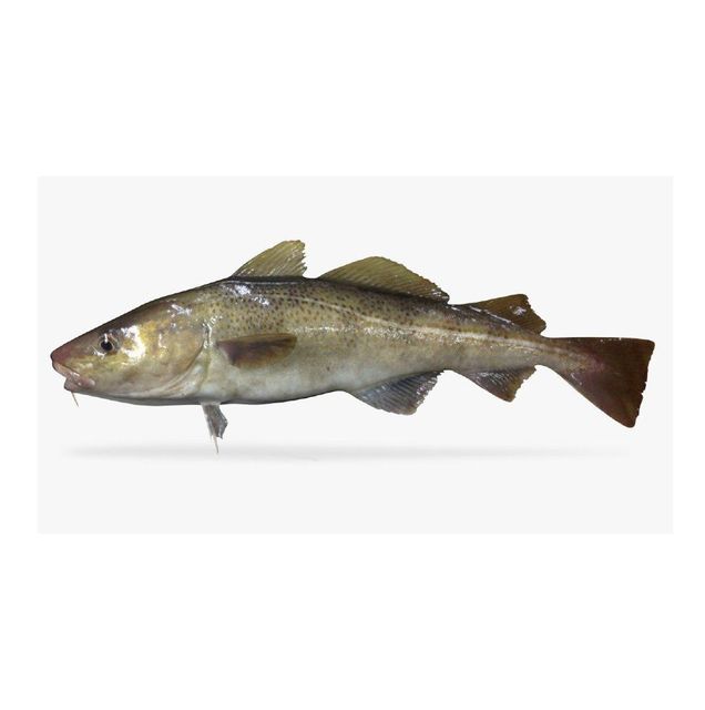 Wholesale Cheap Price Best Quality Frozen Fresh Atlantic cod Fish / Fillets For Sale Worldwide Exports - Image 3