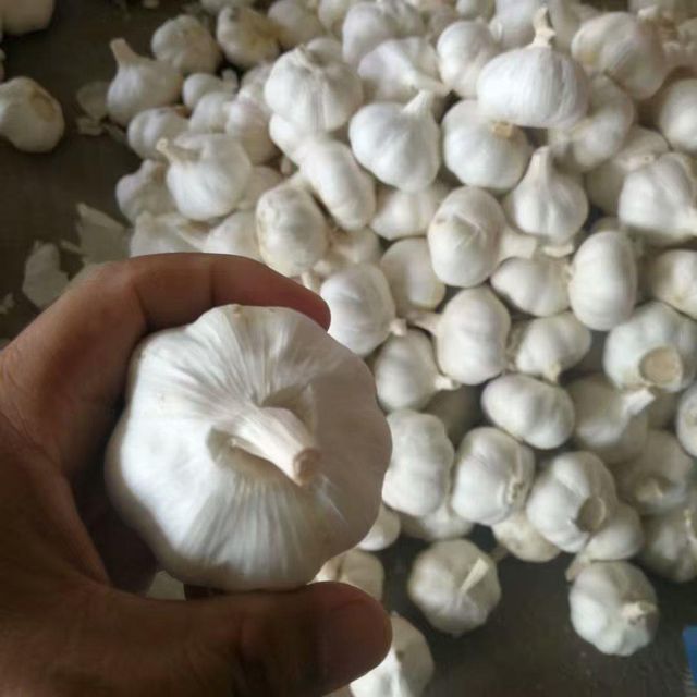 China High Quality Garlic for Wholesale - Image 3