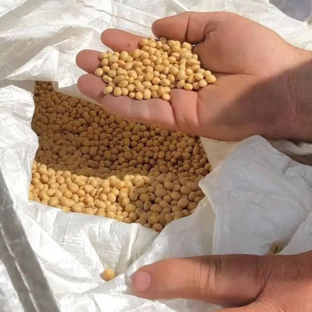 Non GMO Soybeans from Dependable Supplier High protein yellow soybean soya beans / Non gmo Soybeans WHATSAP +255787979235 - Image 2