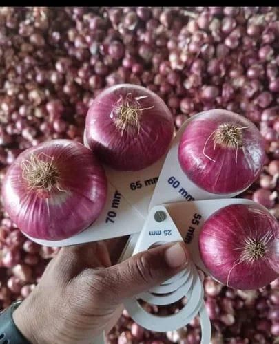 Fresh Onion – product photo 3, product detail gallery