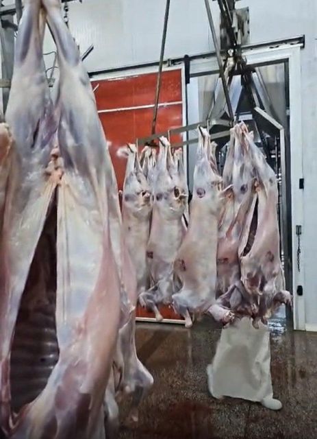 Lamb and beef from Kenya - Image 1