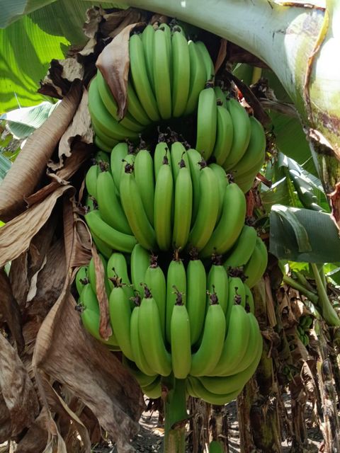 Cavendish Banana - Image 3