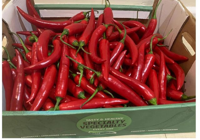 High Quality Red Fresh Chili Pepper Freshly Harvested For Food Service Home Cooking And Spice Lovers Worldwide - Image 4