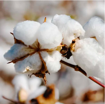 Raw cotton & cotton bales - Image 1