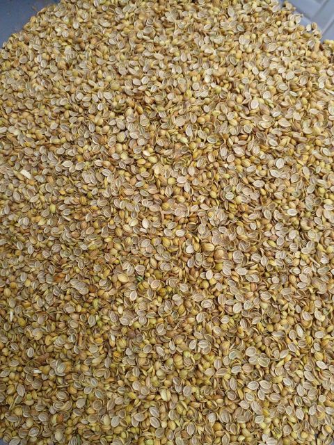 Coriander - Image 4