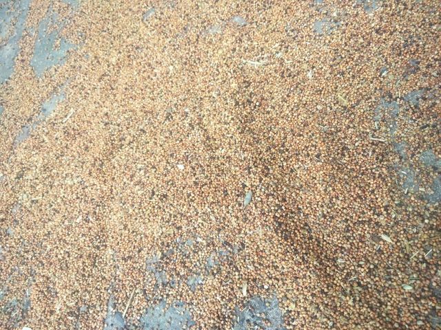 Finger millet - Image 1