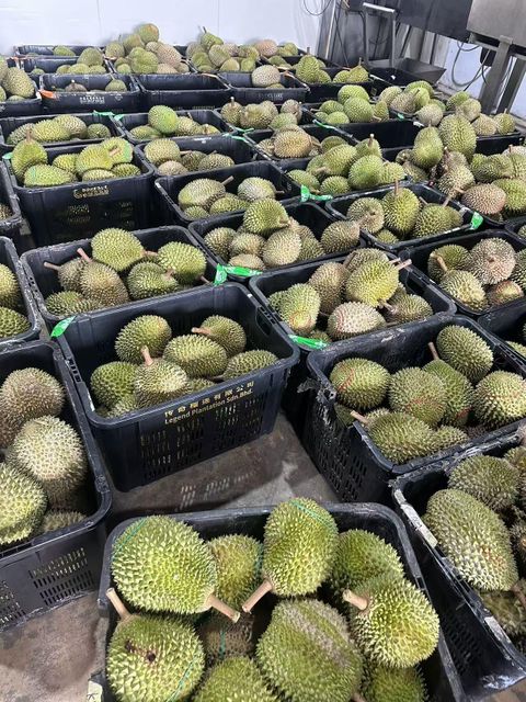 Premium IQF Frozen Durian Flesh Vietnam Frozen Fruit Natural Creamy Ready to Eat Wholesale OEM Supplier - Image 4