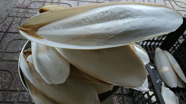 Natural Dried Cuttlefish Bone For Pet Competitive Price From Factory - Image 5